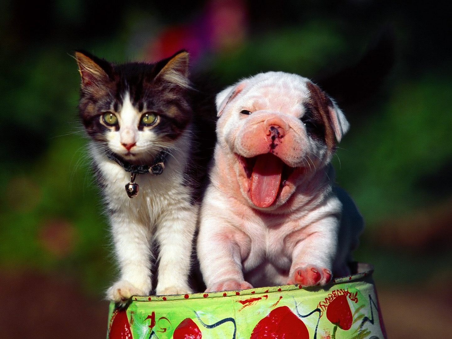 Dogs_005.jpg