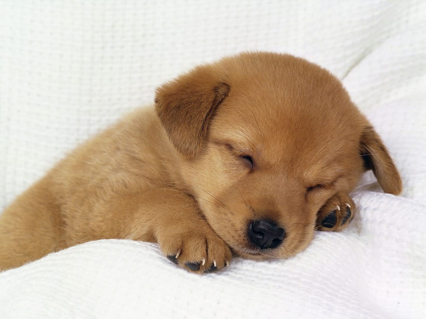 Dogs_071.jpg