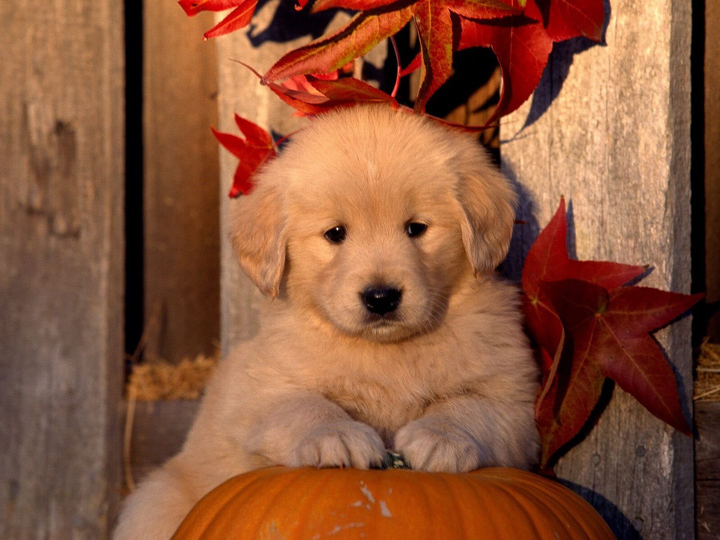 Dogs_084.jpg