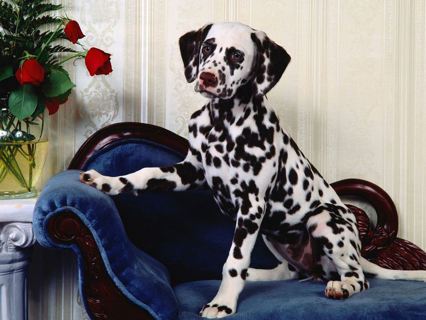 Dogs_096.jpg