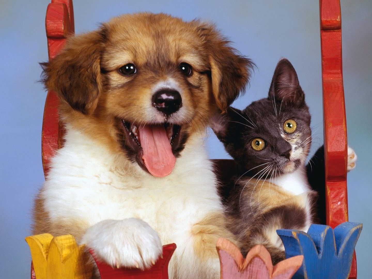 Dogs_124.jpg