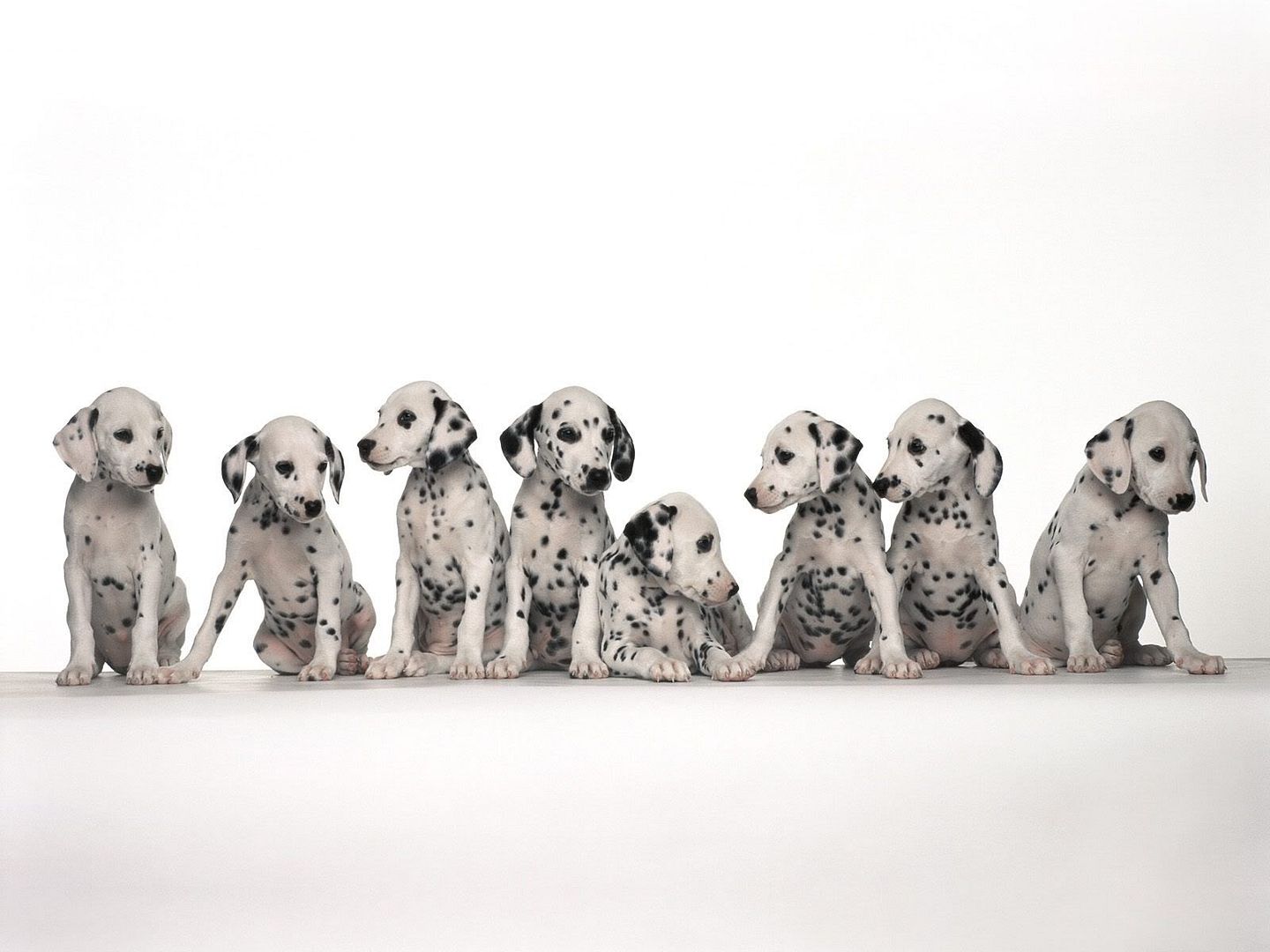 Dogs_157.jpg