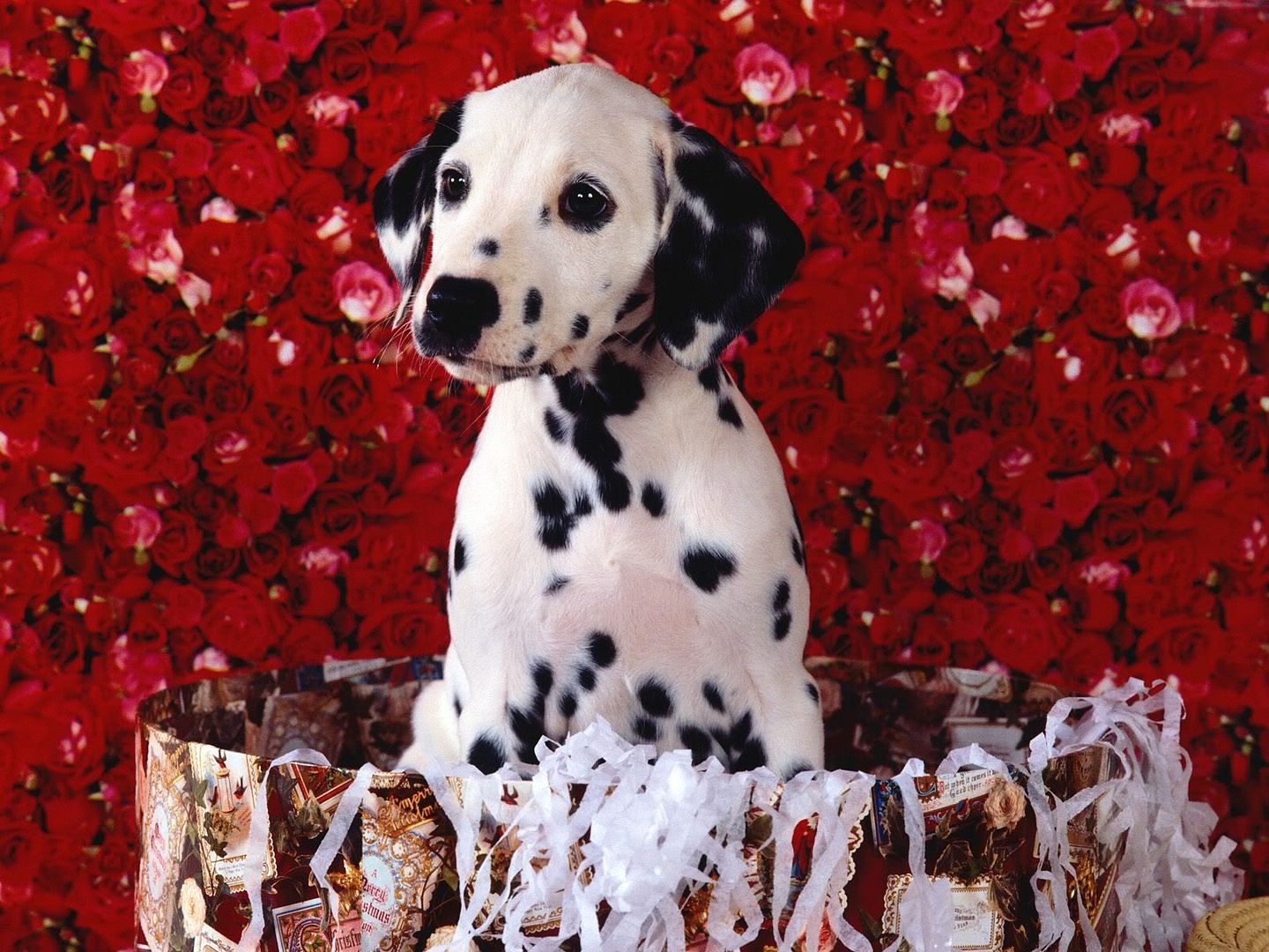 Dogs_162.jpg
