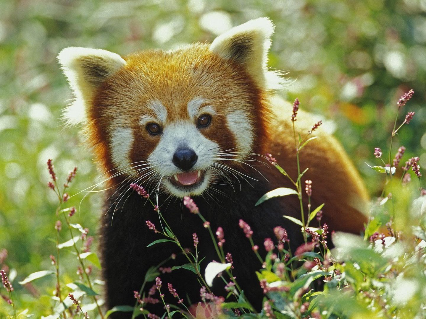 FirefoxRedPanda.jpg