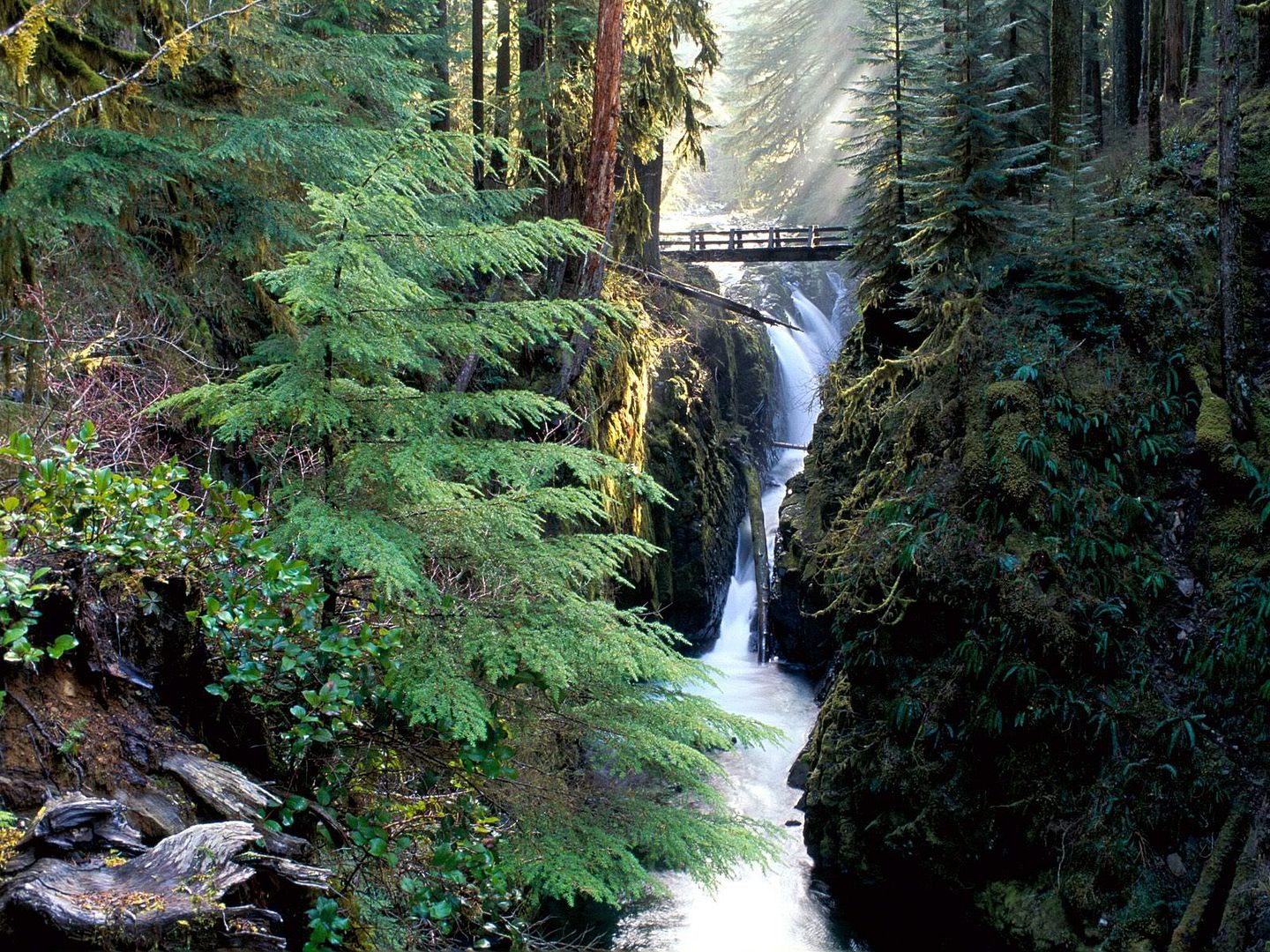Forest10.jpg
