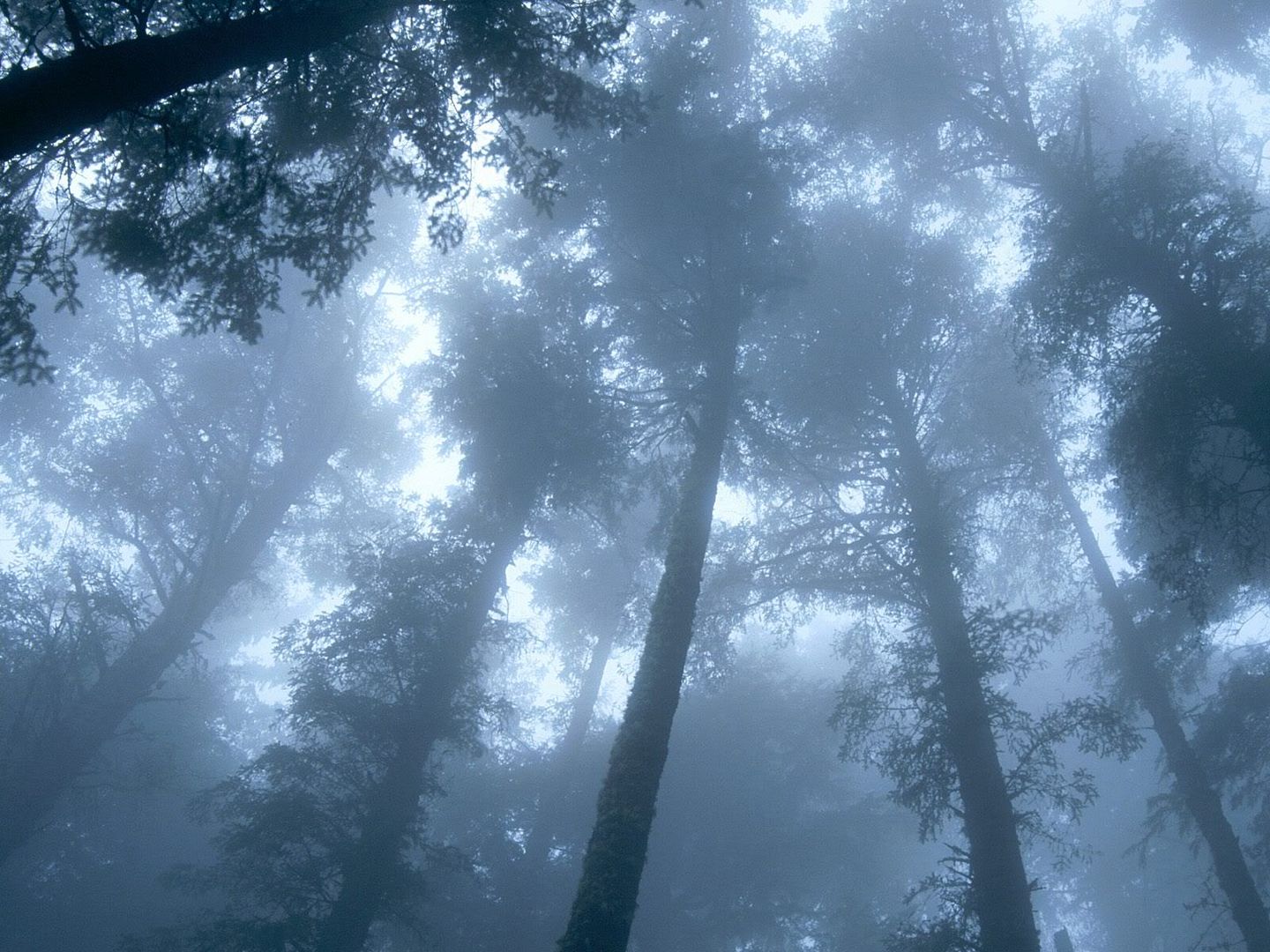 Forest11.jpg