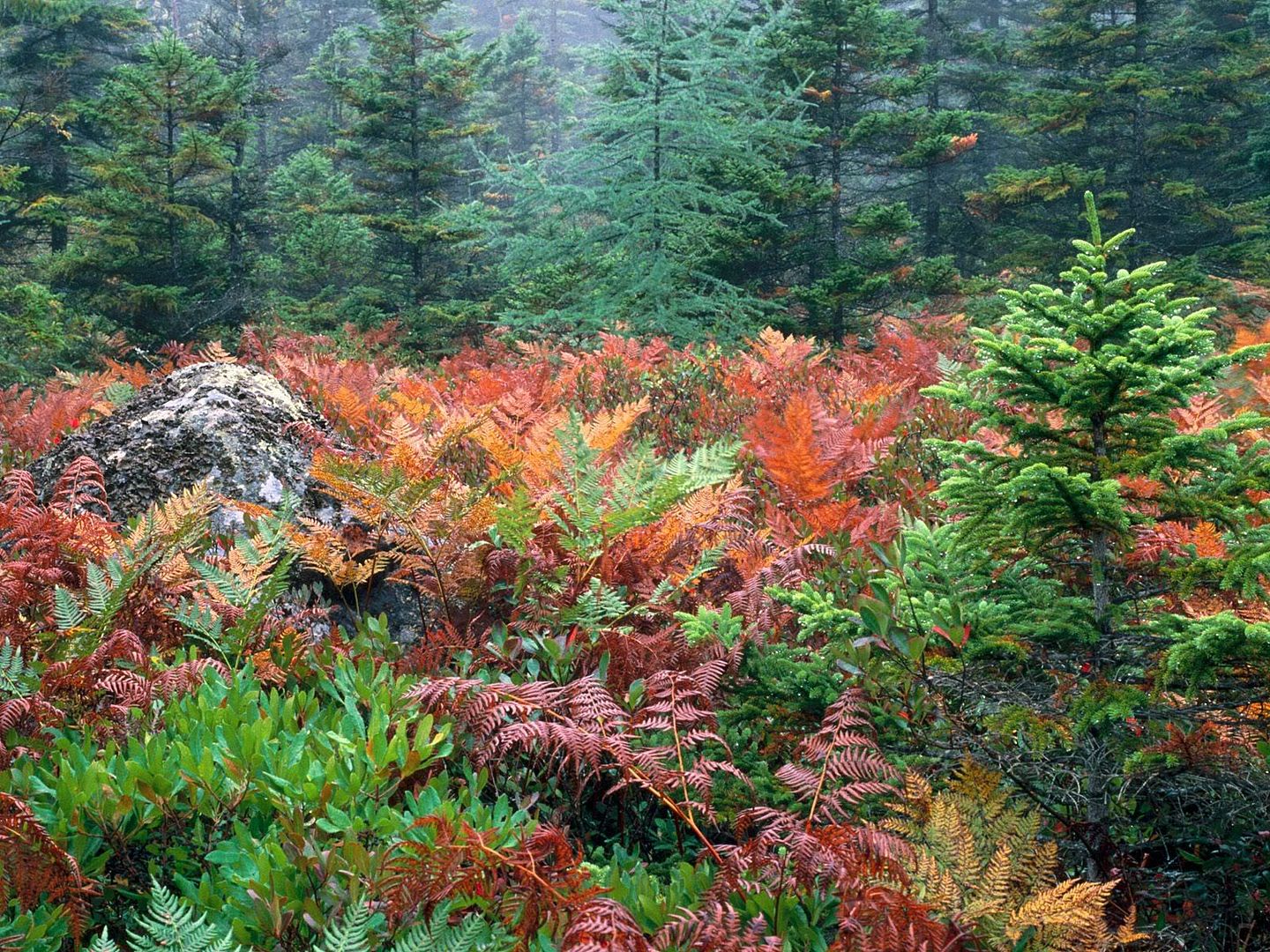 Forest12.jpg