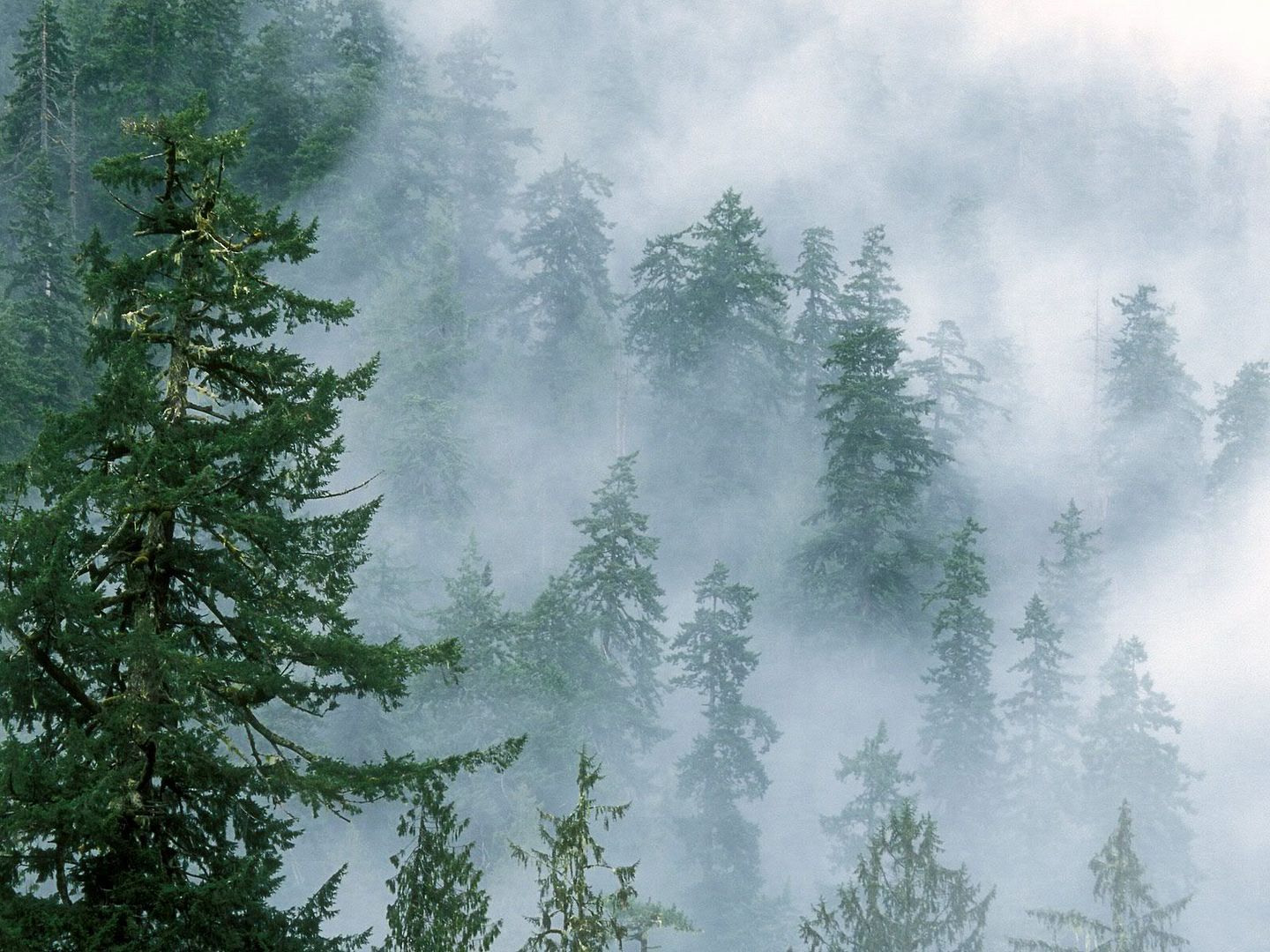 Forest13.jpg