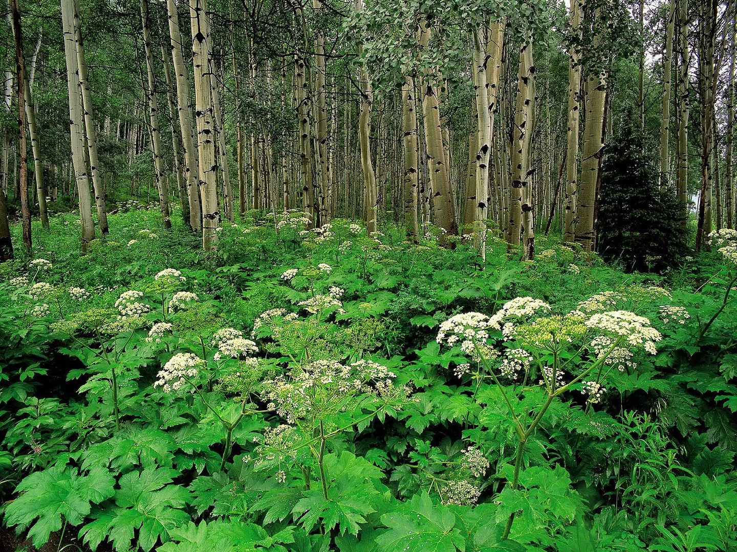 Forest14.jpg