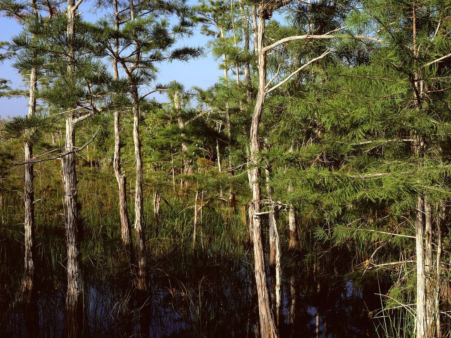 Forest15.jpg