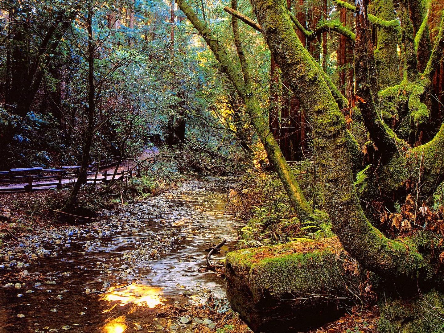 Forest17.jpg