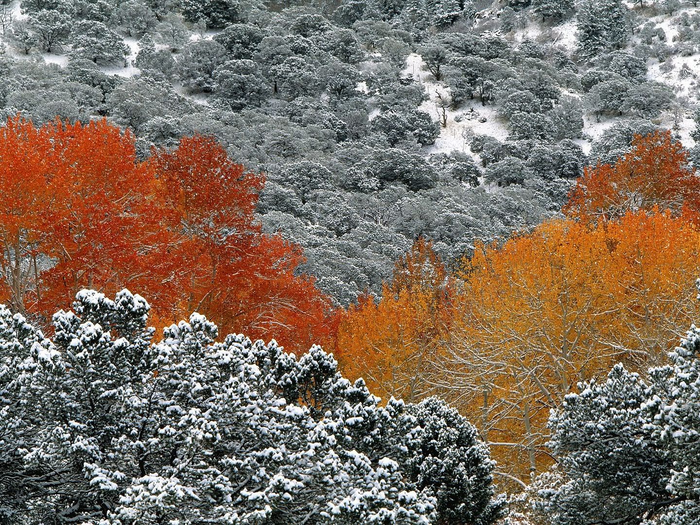 Forest18.jpg
