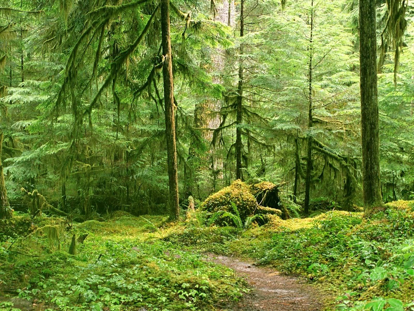 Forest22.jpg