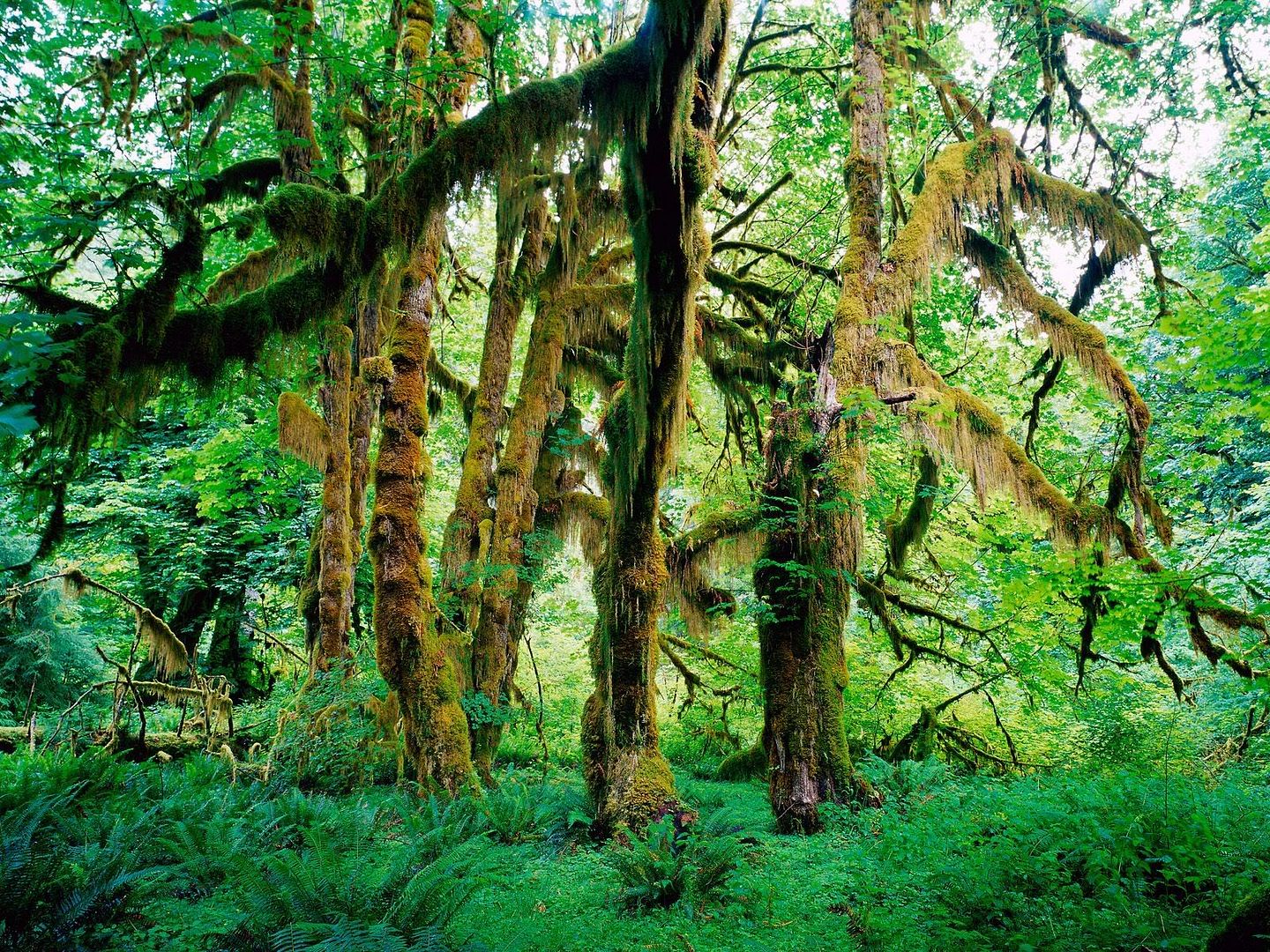 Forest23.jpg