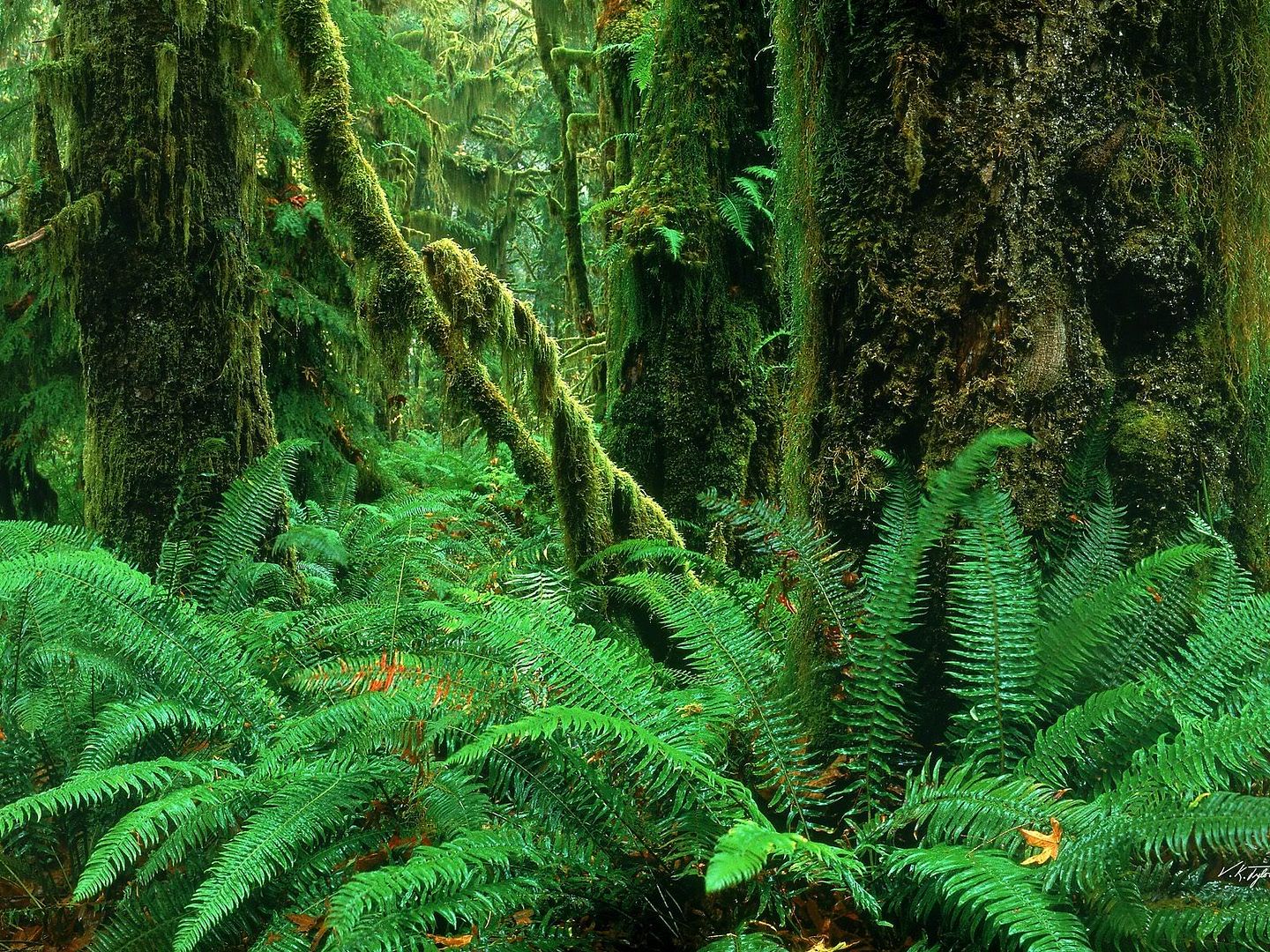 Forest24.jpg
