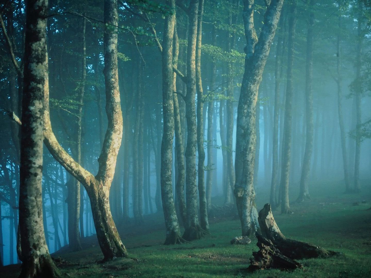 Forest26.jpg
