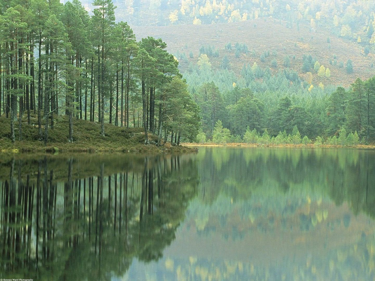 Forest27.jpg