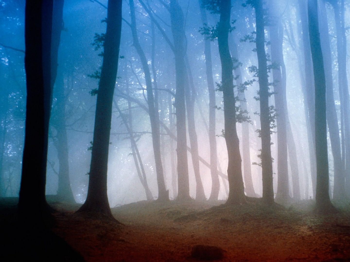 Forest29.jpg