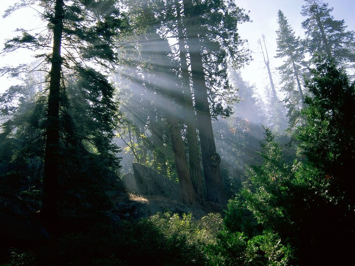 Forest3.jpg