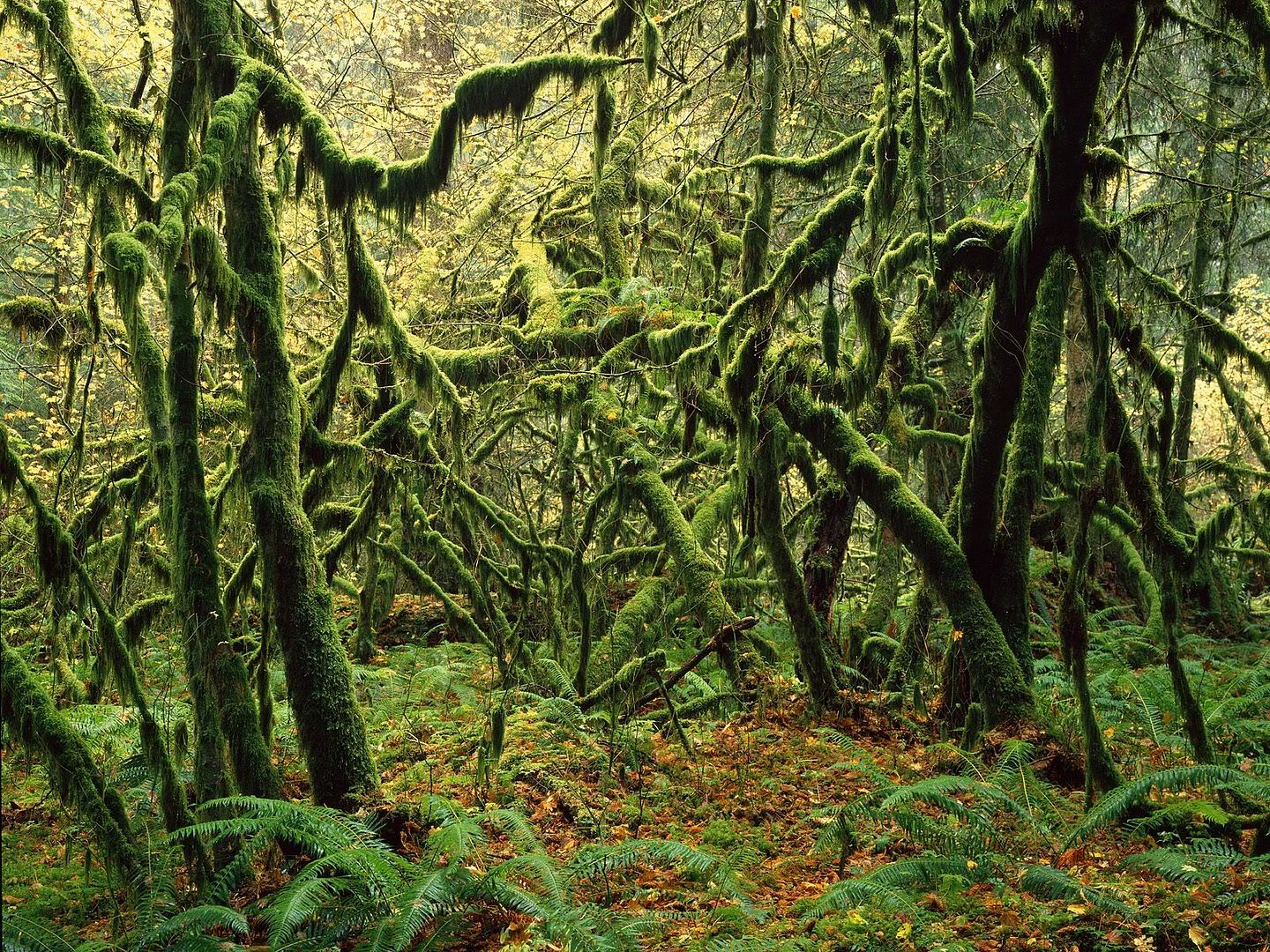 Forest31.jpg
