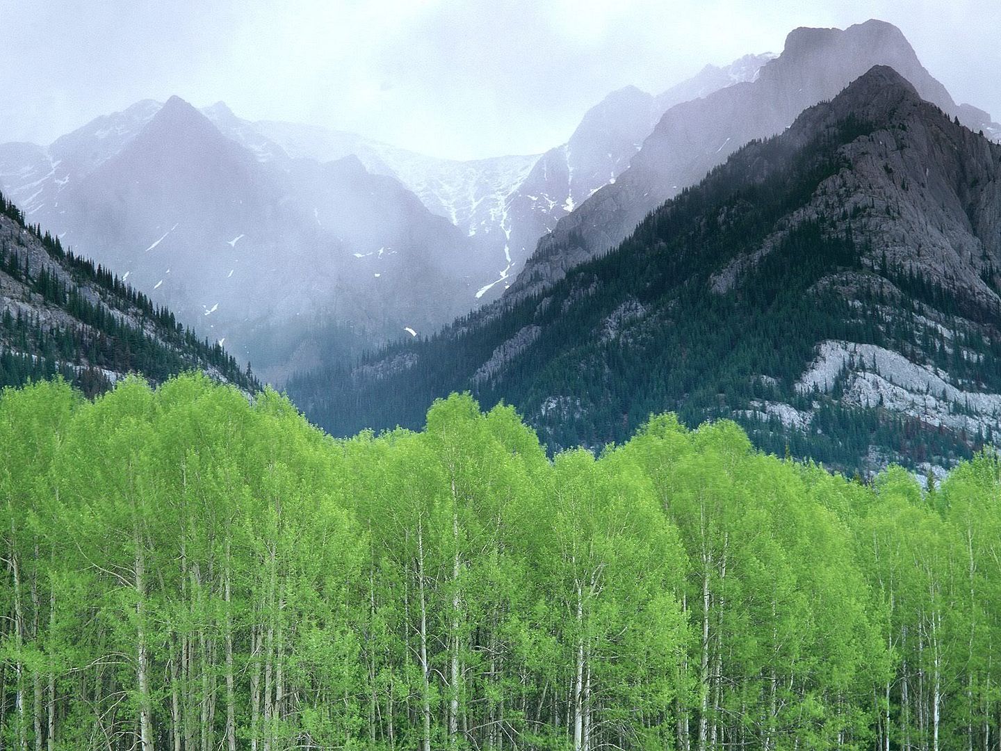 Forest32.jpg