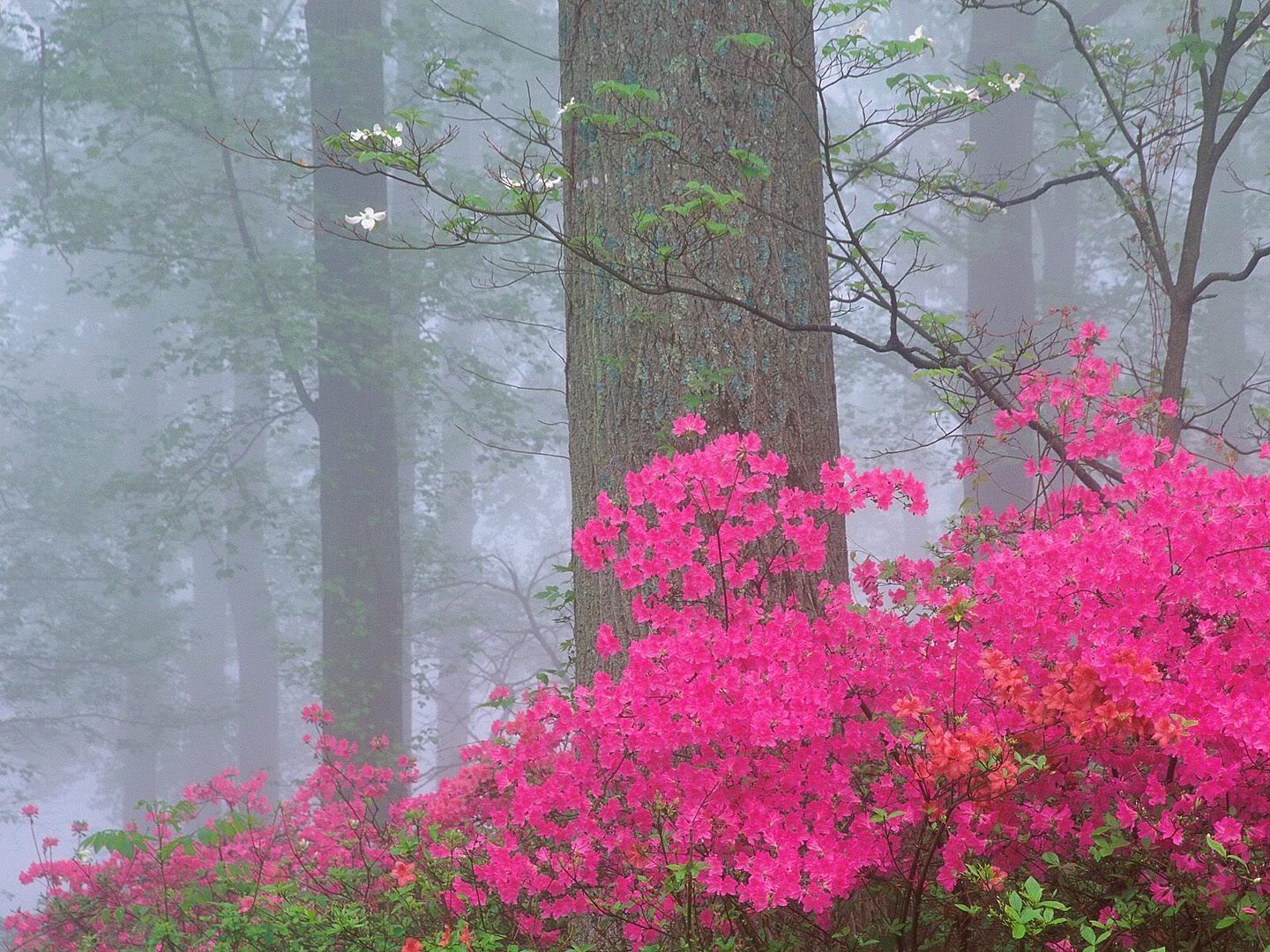 Forest33.jpg