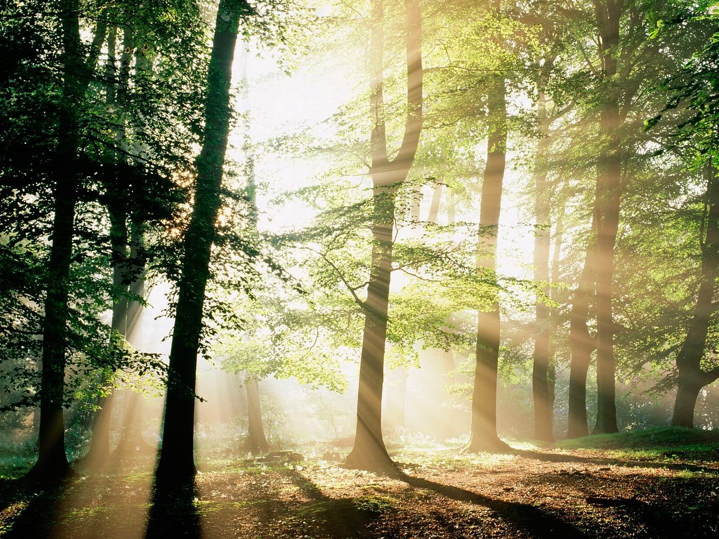 Forest34.jpg