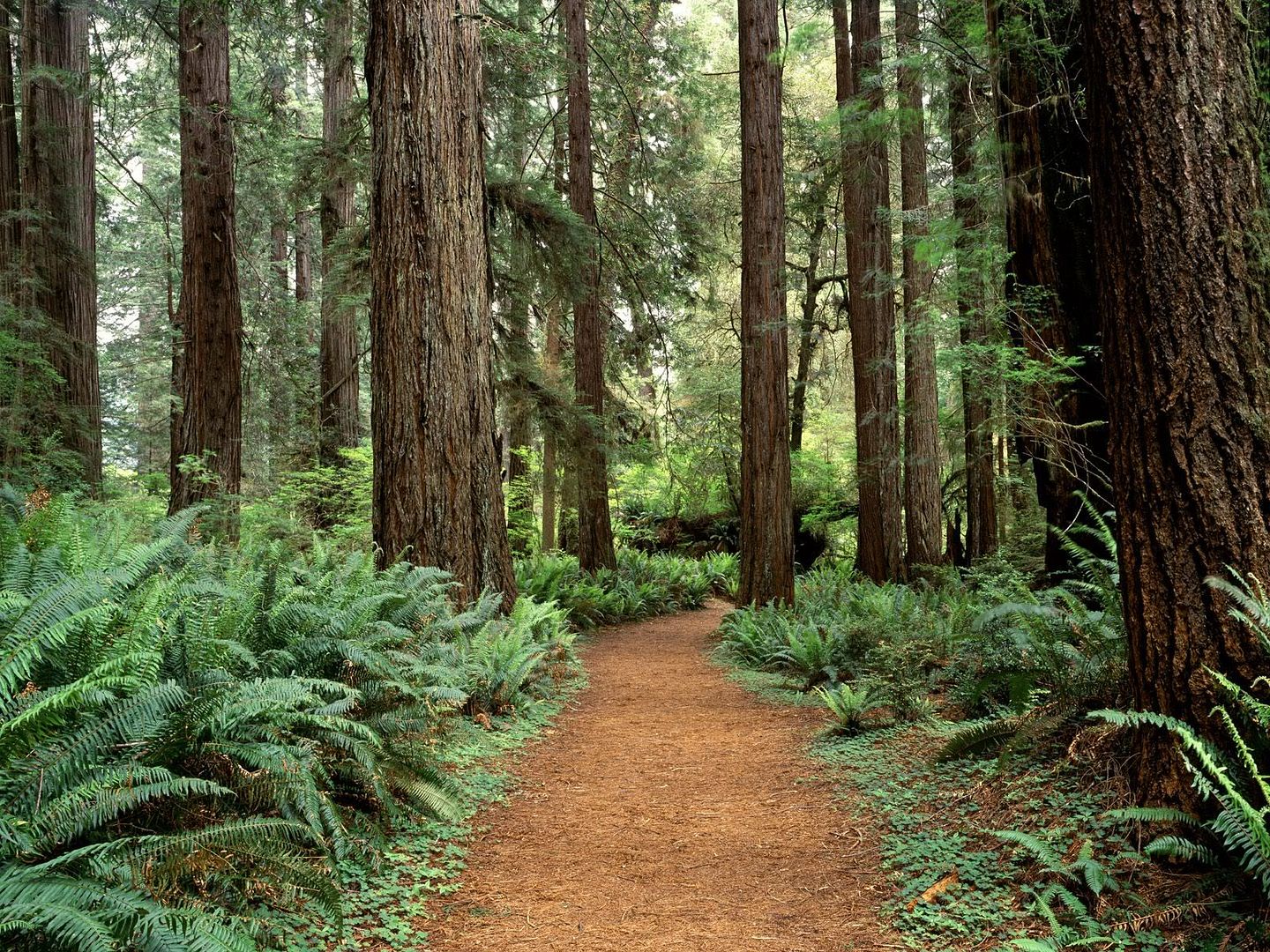 Forest38.jpg