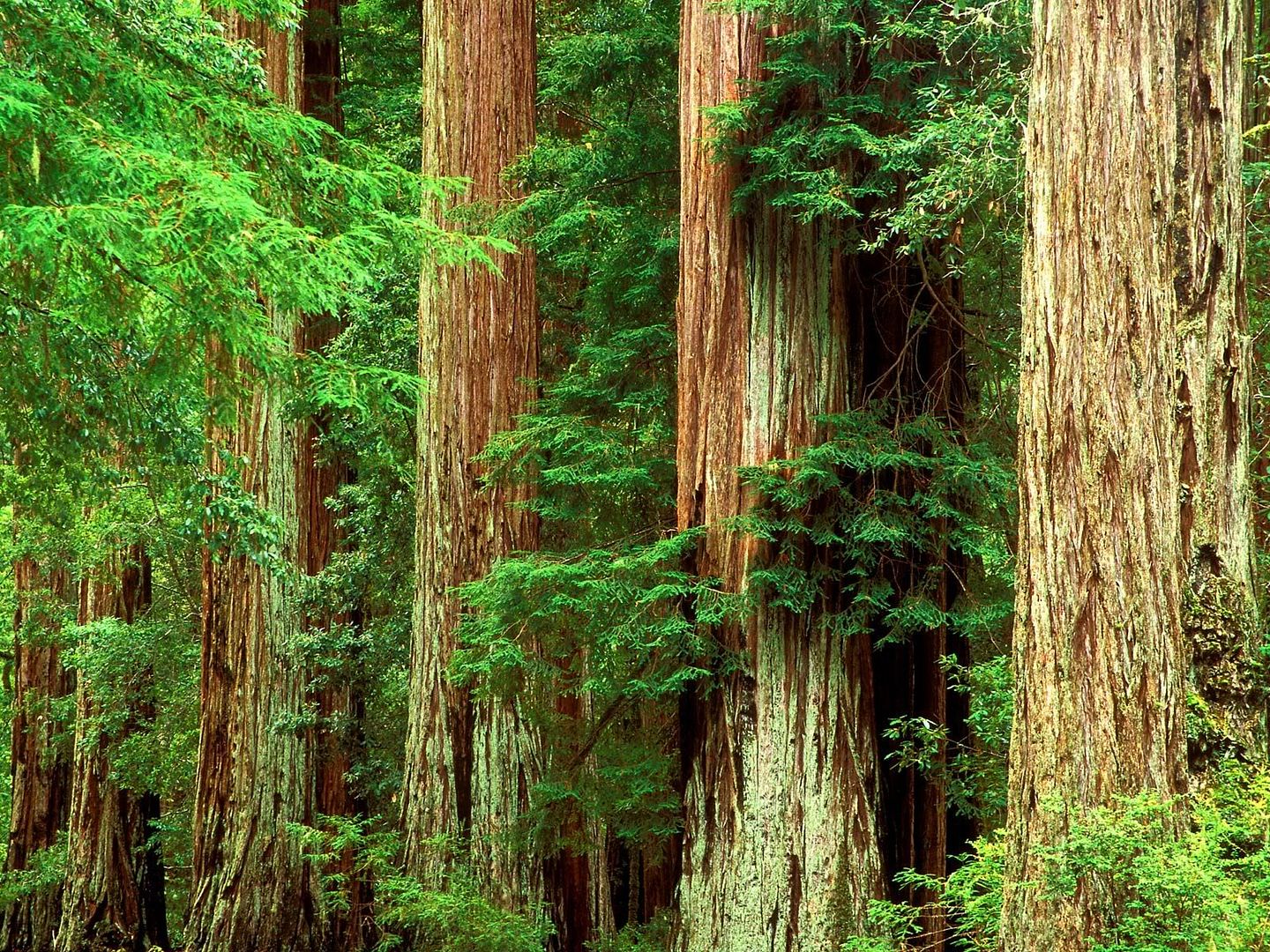 Forest4.jpg