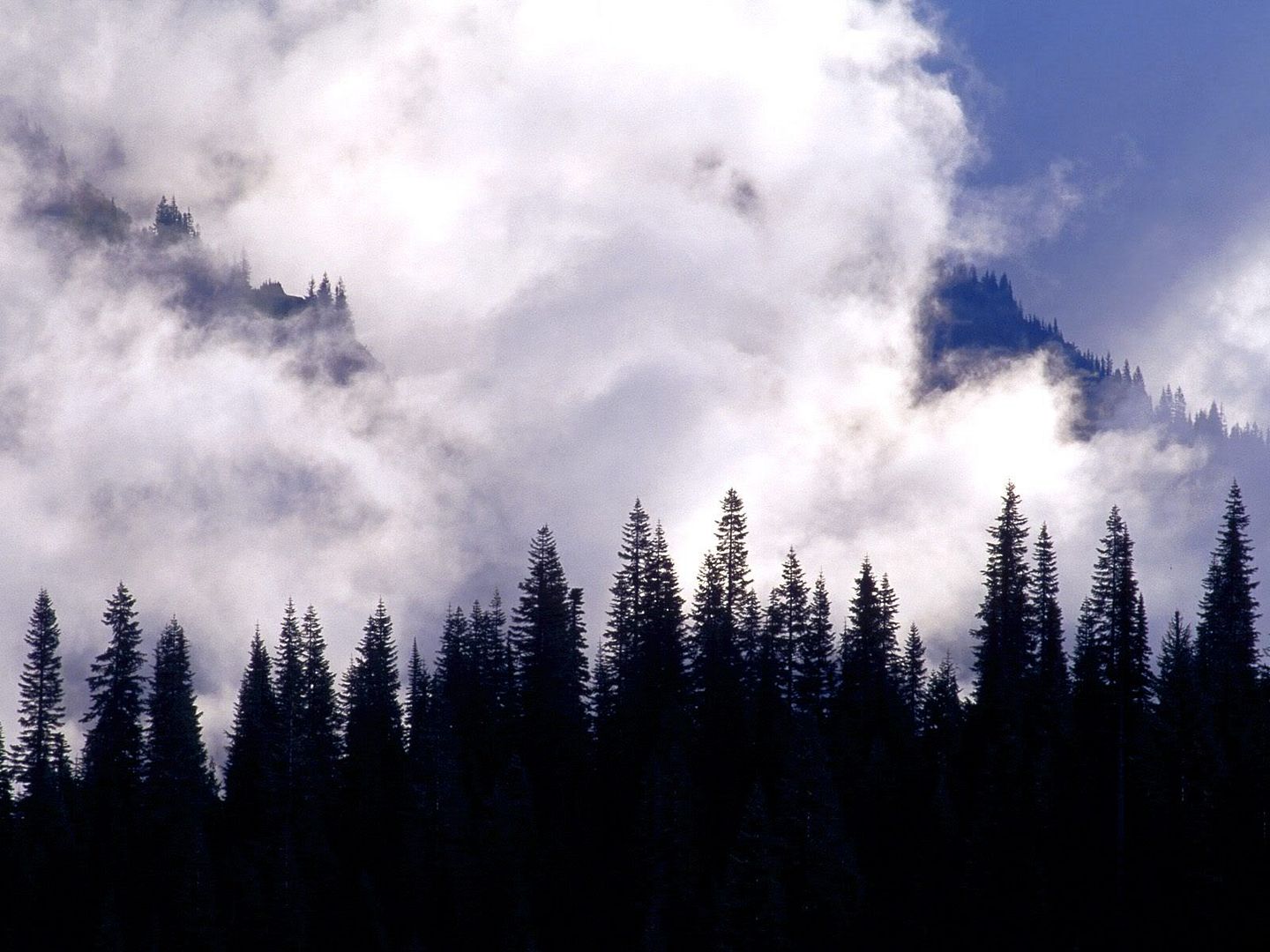 Forest43.jpg