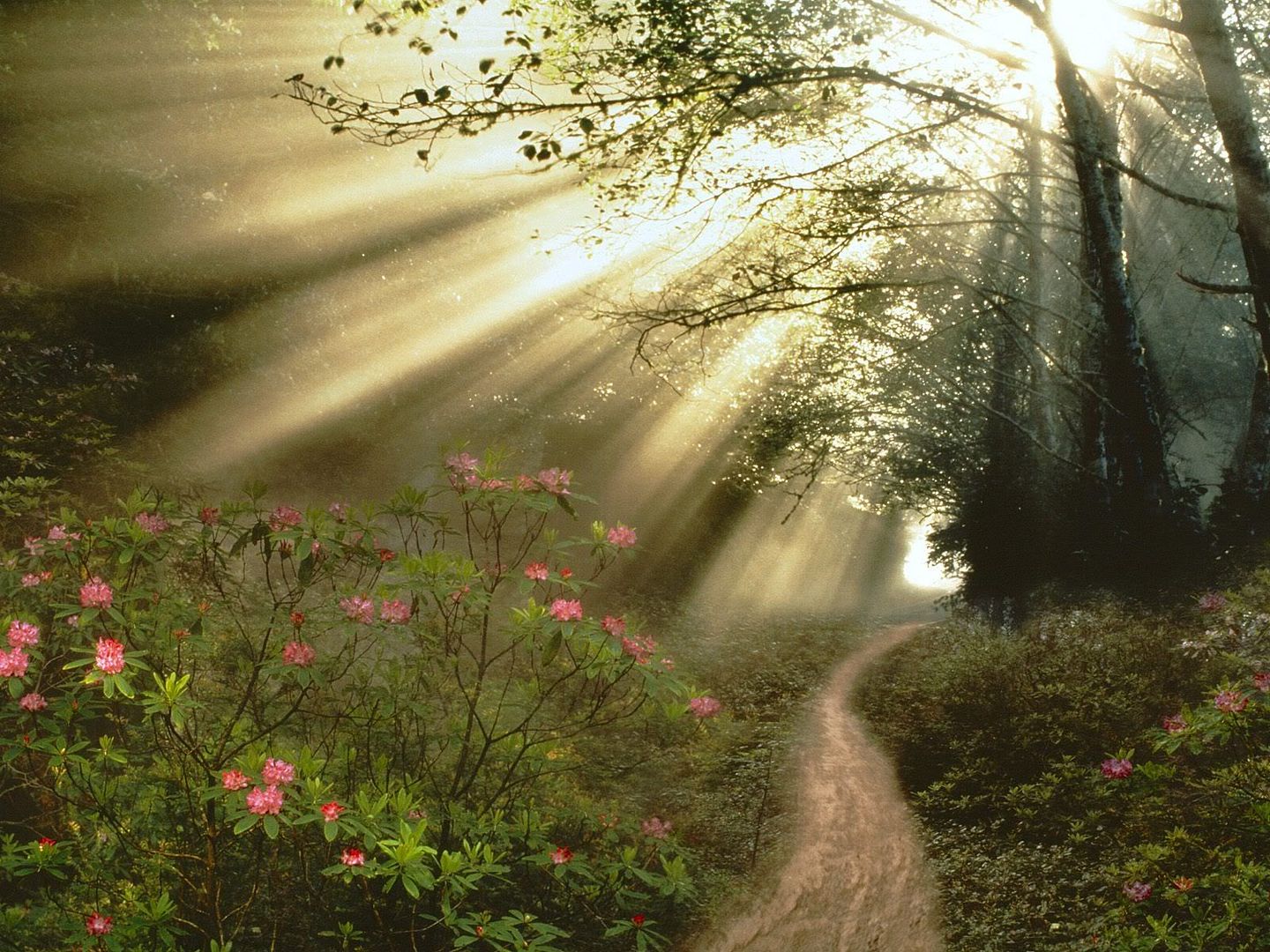 Forest44.jpg