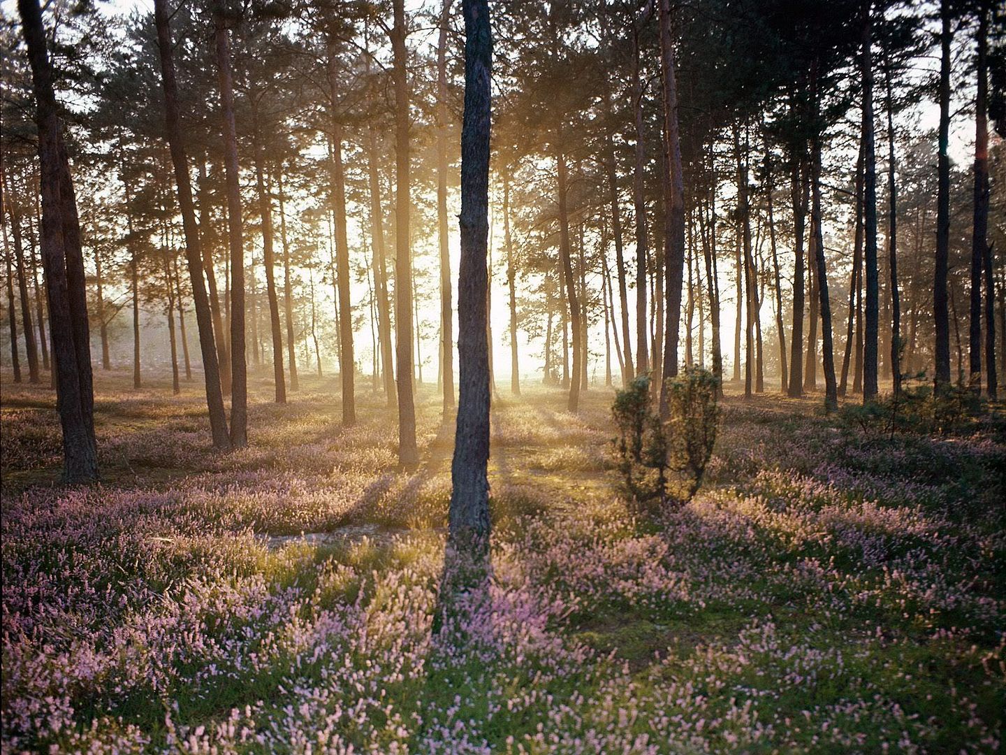 Forest45.jpg