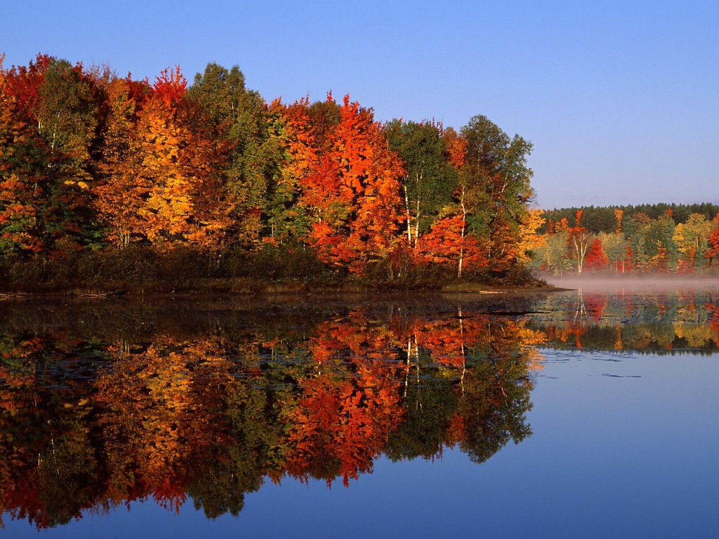Forest46.jpg