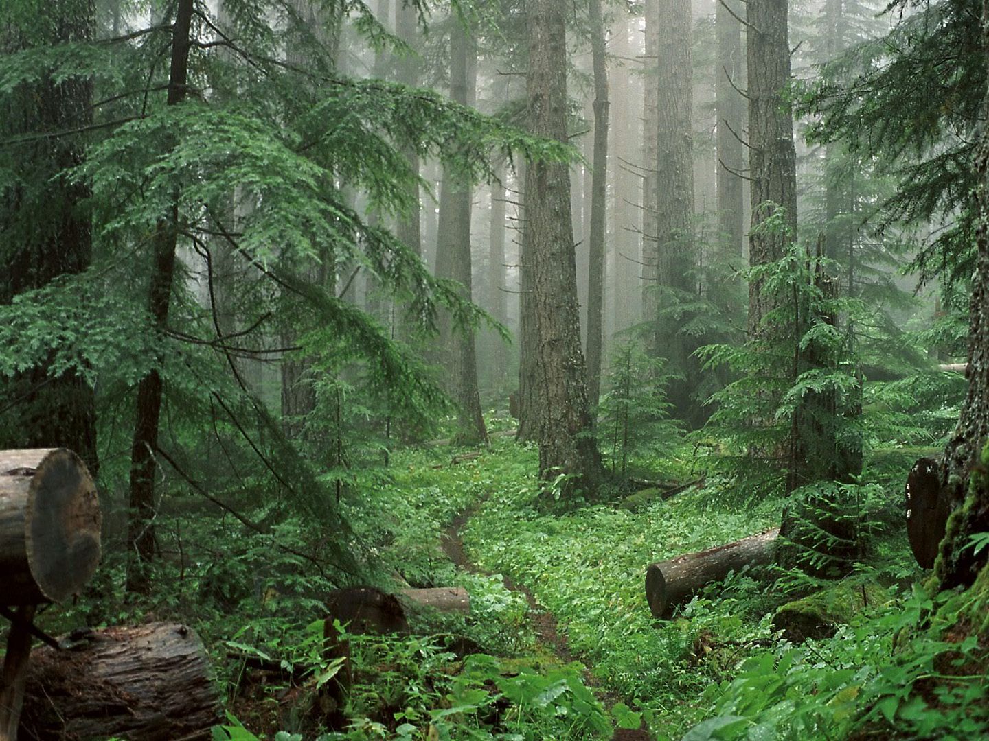 Forest47.jpg