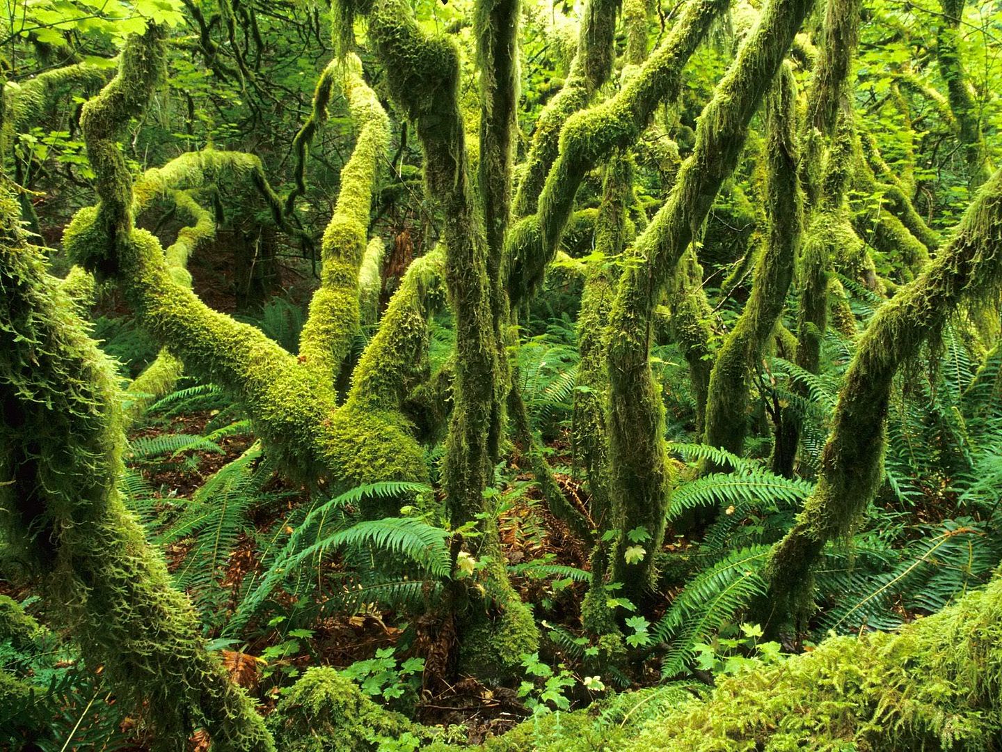 Forest48.jpg