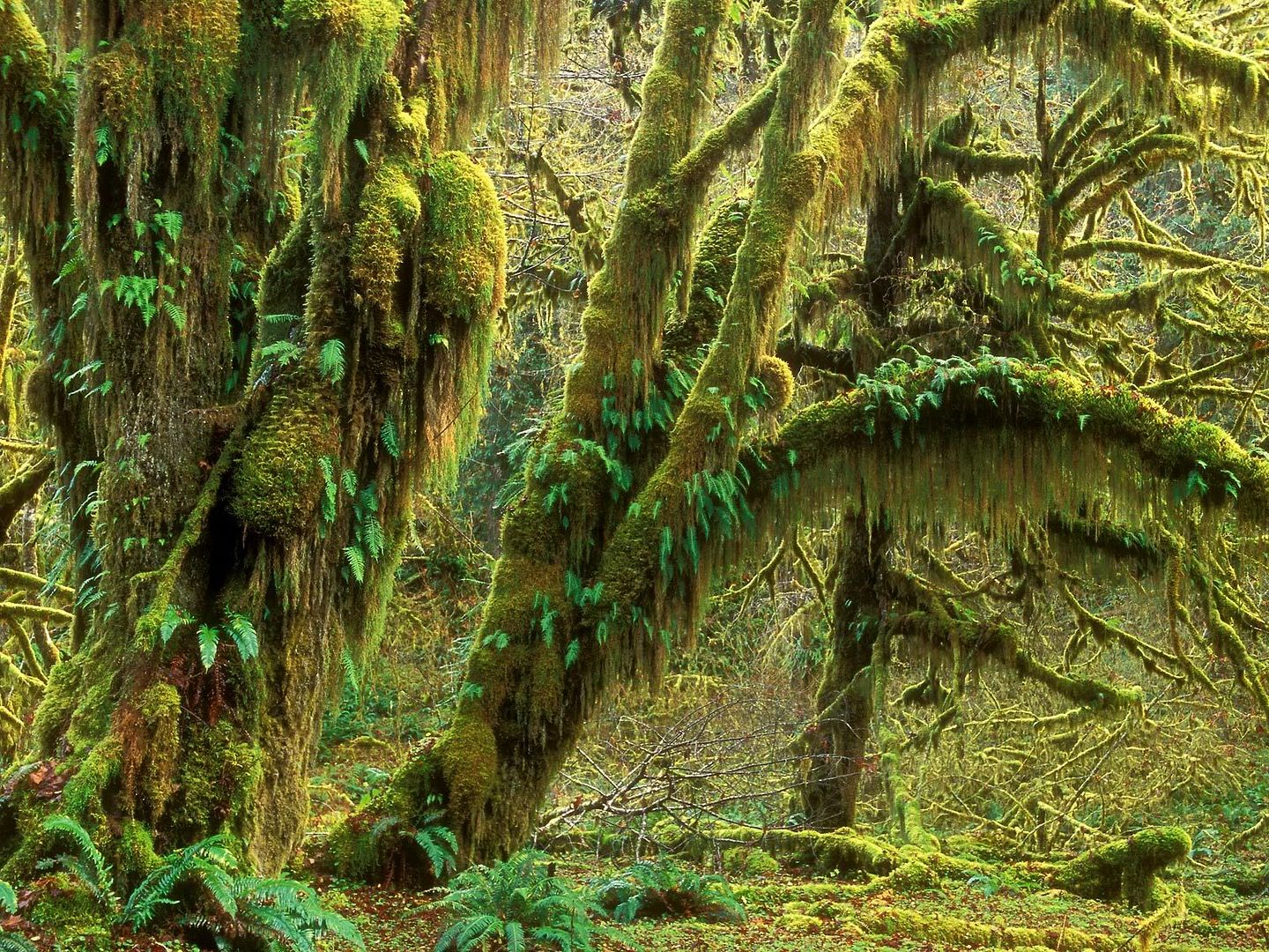 Forest53.jpg
