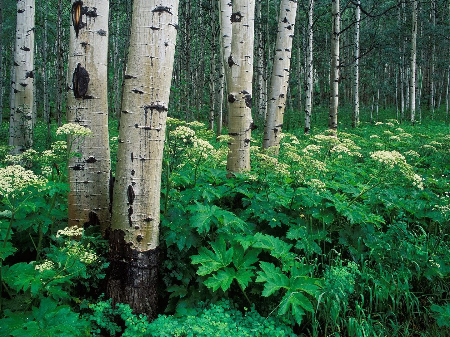 Forest6.jpg