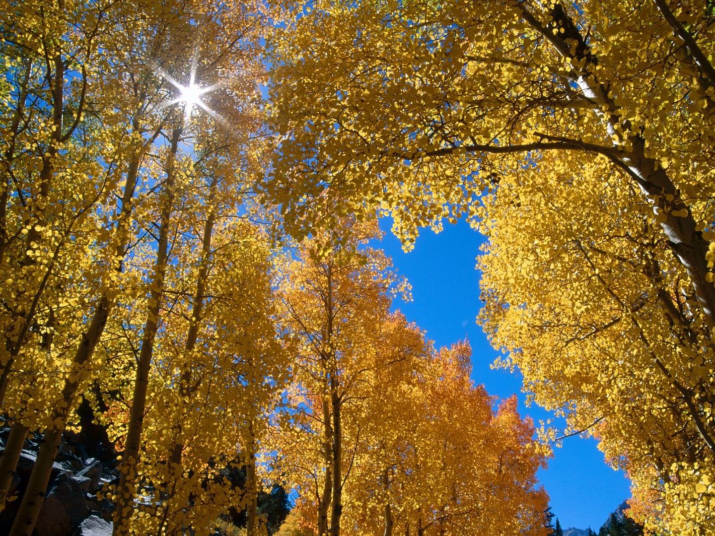 Forest7.jpg