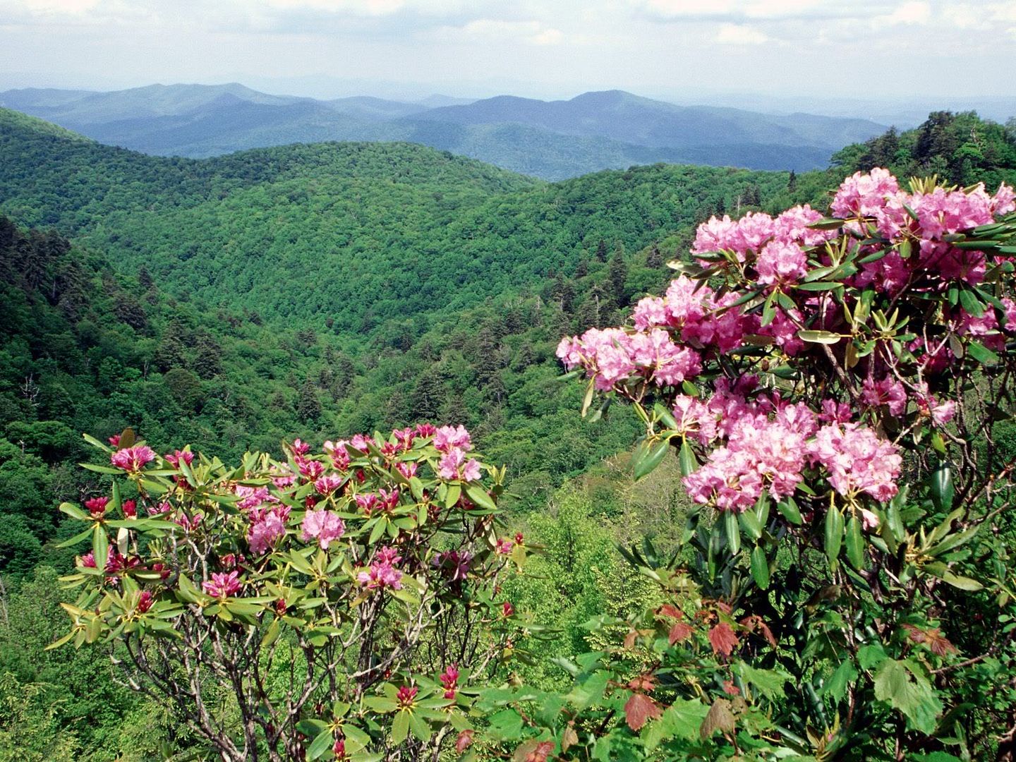 Forest9.jpg