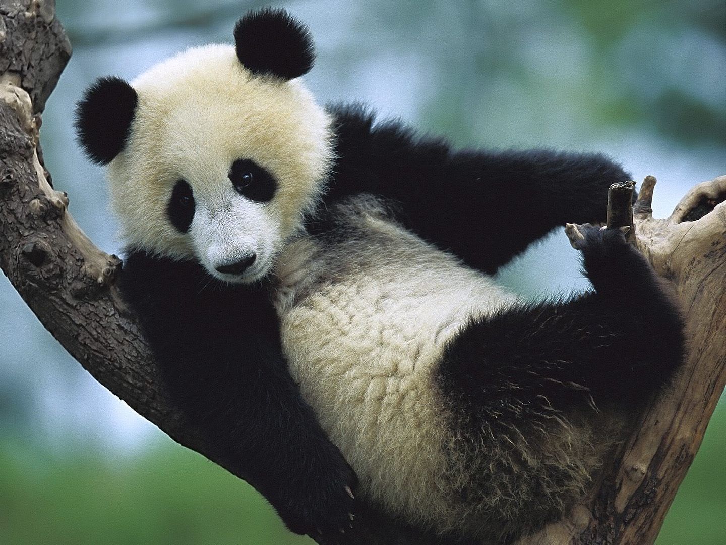 GiantPandaCubSichuanChina.jpg