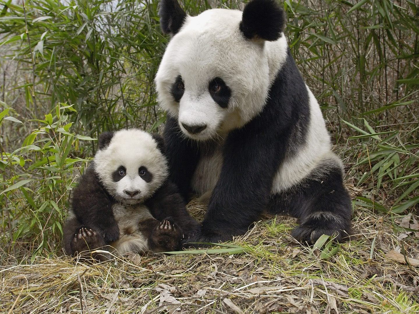 GiantPandaMotherandCubMolongNatureReserveChina.jpg