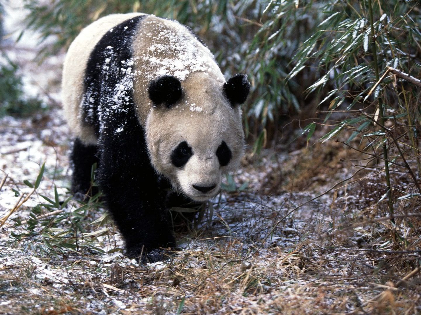 GiantPandainWinter.jpg