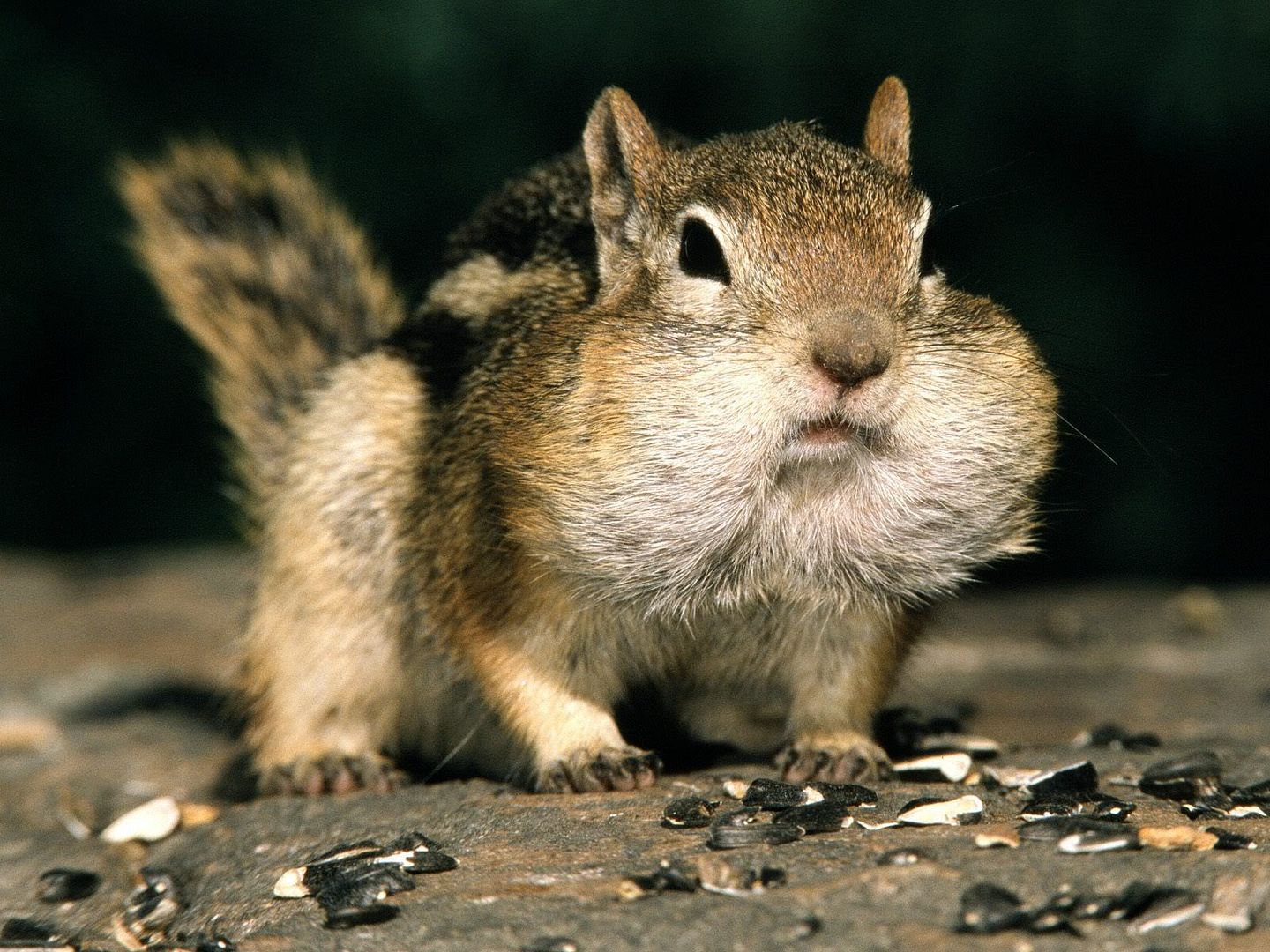 Golden-mantledGroundSquirrel.jpg