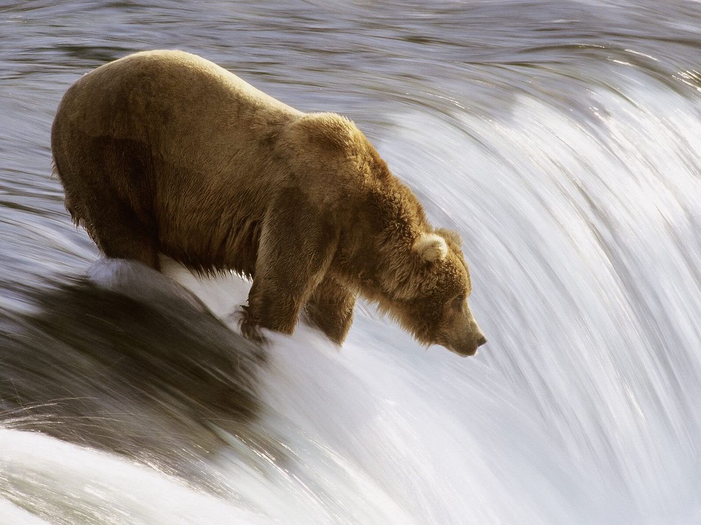 GrizzlyFishingintheBrooksRiverKatmaiNationalParkAlaska.jpg