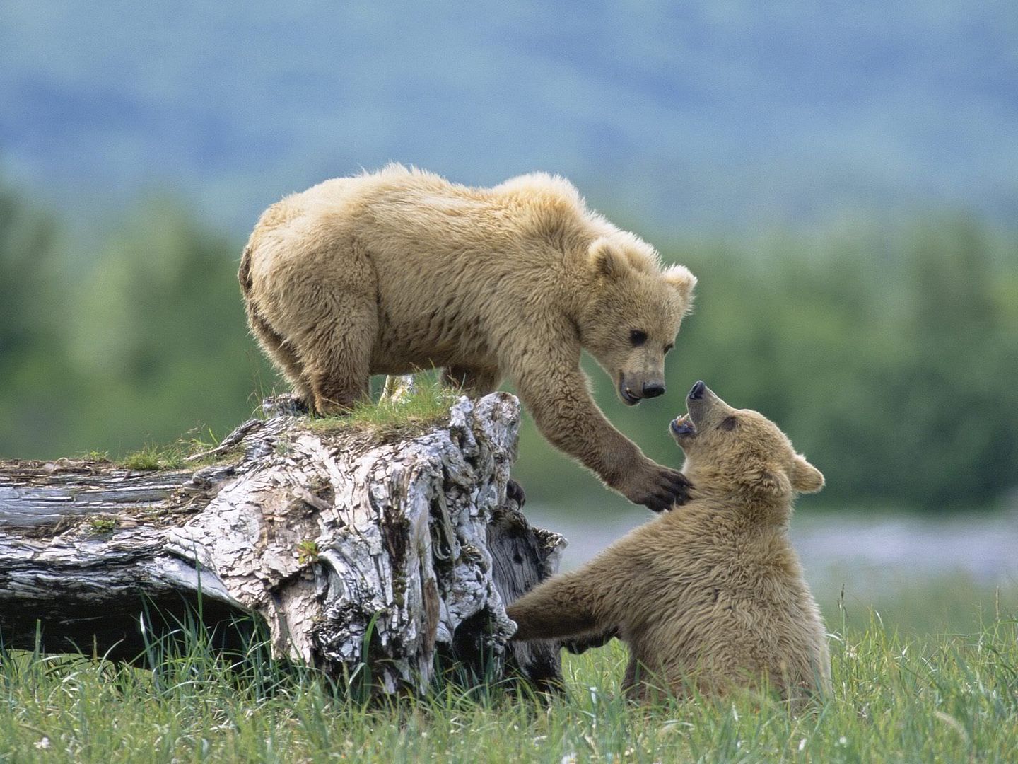 GrizzlySiblingsatPlayKatmaiNationalParkandPreserveAlaska.jpg