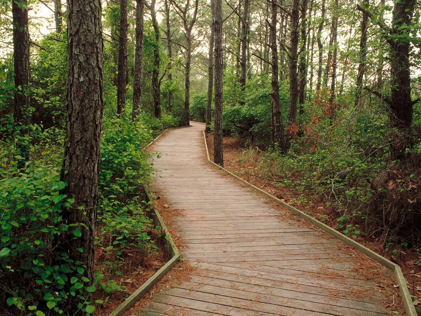 LifeoftheForestTrailAssateagueIslan.jpg
