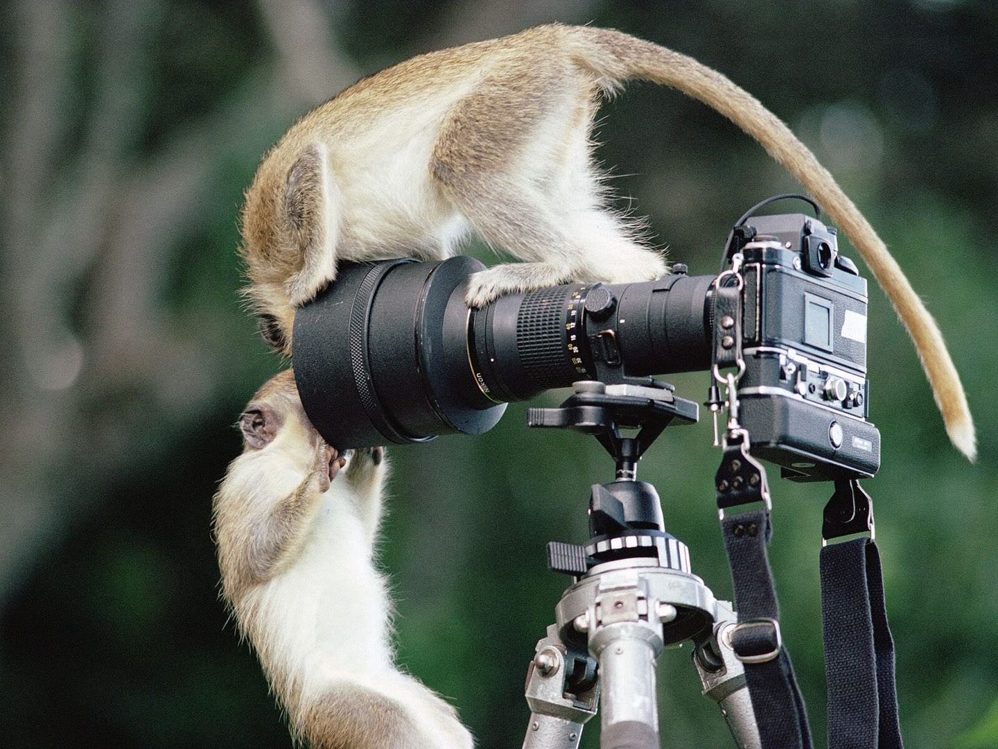 MonkeyBusiness.jpg