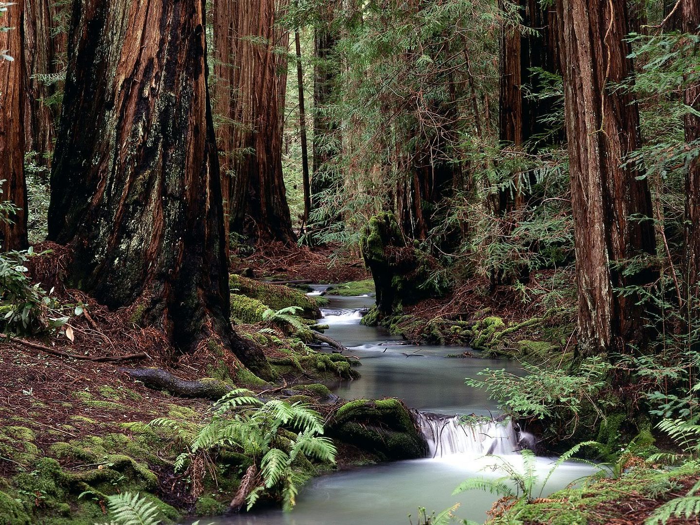 MontgomeryWoodsStateReserveCaliforn.jpg