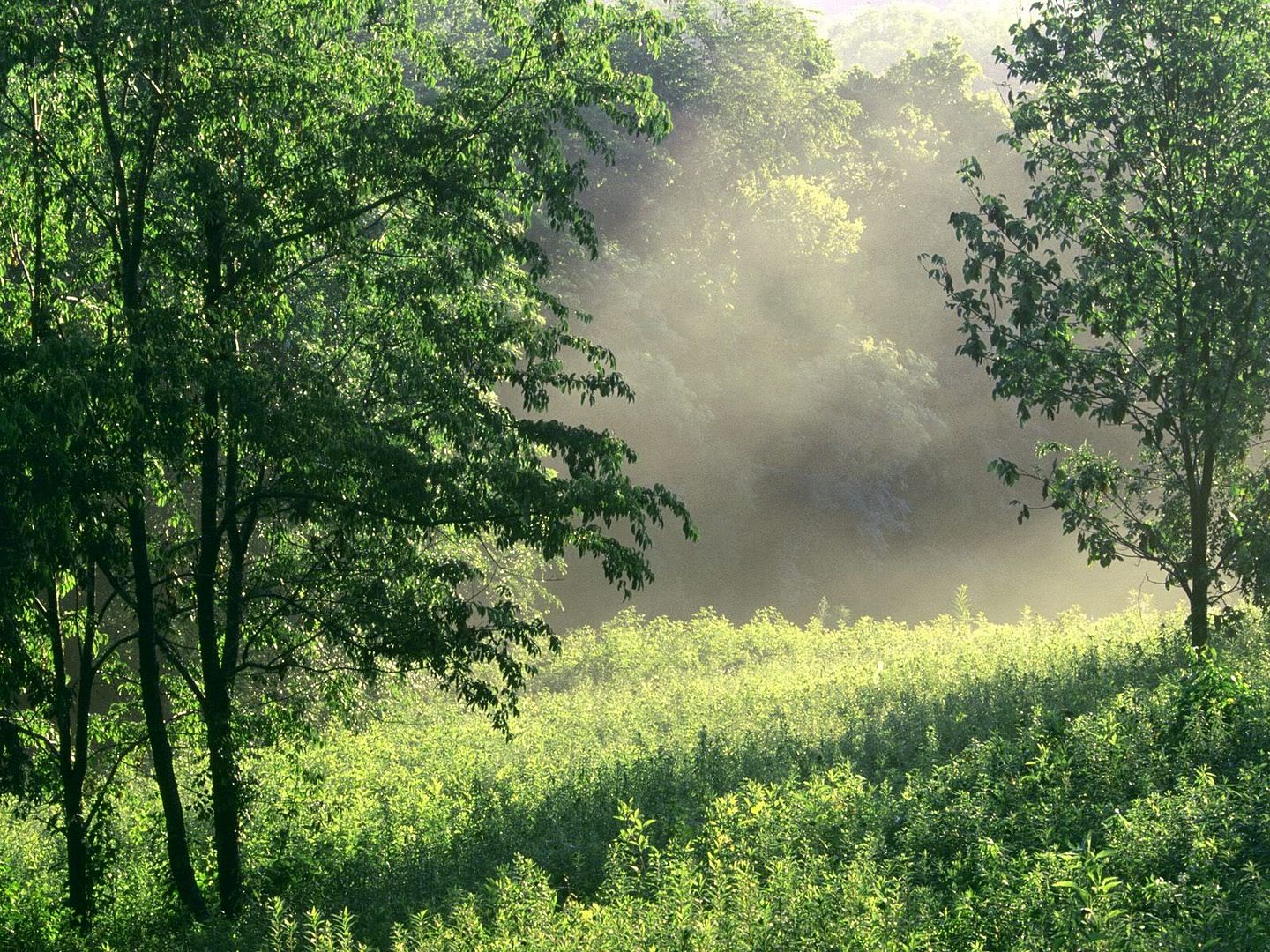 MorningMeadowEdwinWarnerParkNashvil.jpg