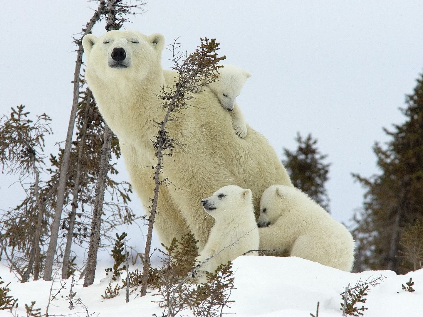 MotherPolarBearandCubsWapuskNationalParkManitobaCanada.jpg